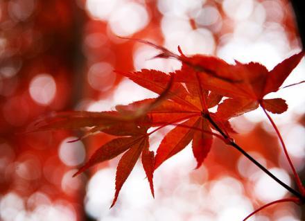 podzimní listí podzimní listí