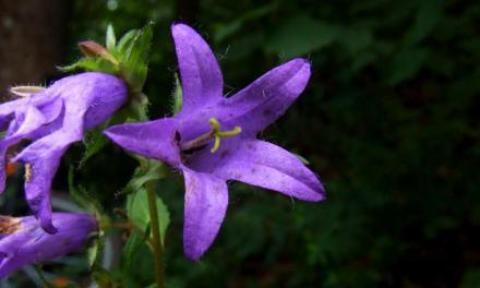 zvonek luční zvonek luční